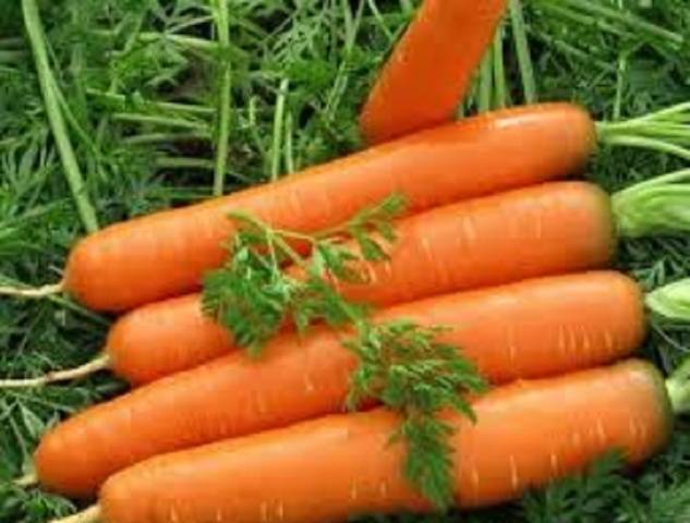 How to plant carrots to sprout faster 