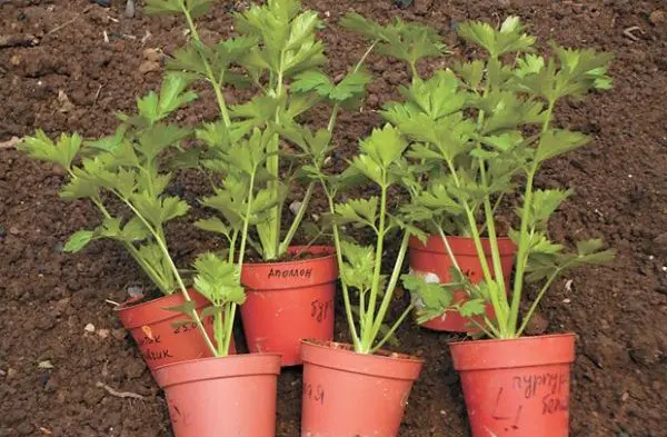 How to plant celery in open ground and seedlings