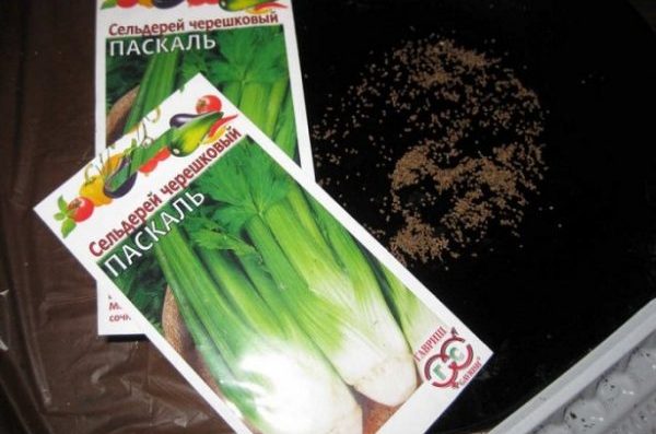 How to plant celery in open ground and seedlings