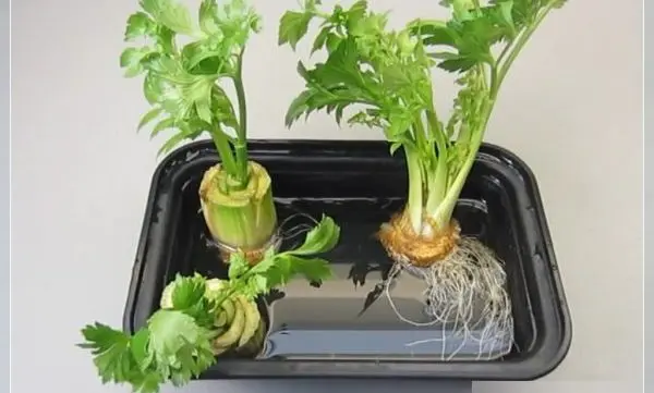 How to plant celery in open ground and seedlings