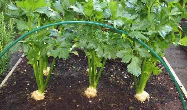 How to plant celery in open ground and seedlings