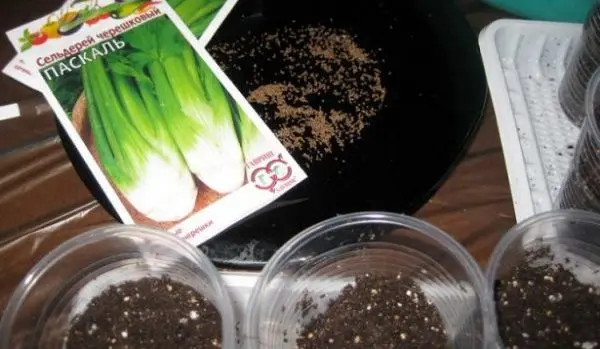 How to plant celery in open ground and seedlings