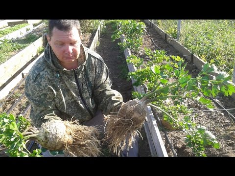 How to plant celery in open ground and seedlings