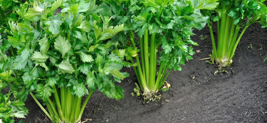 How to plant celery in open ground and seedlings