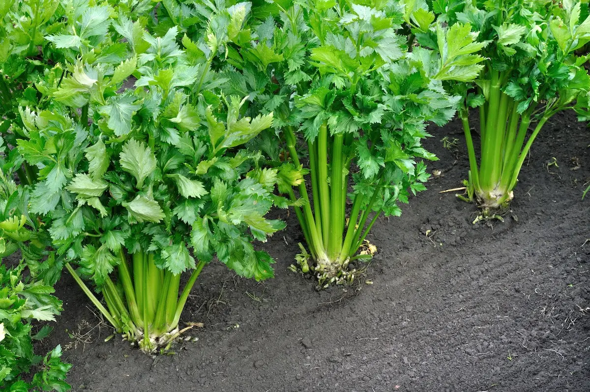 How to plant celery in open ground and seedlings