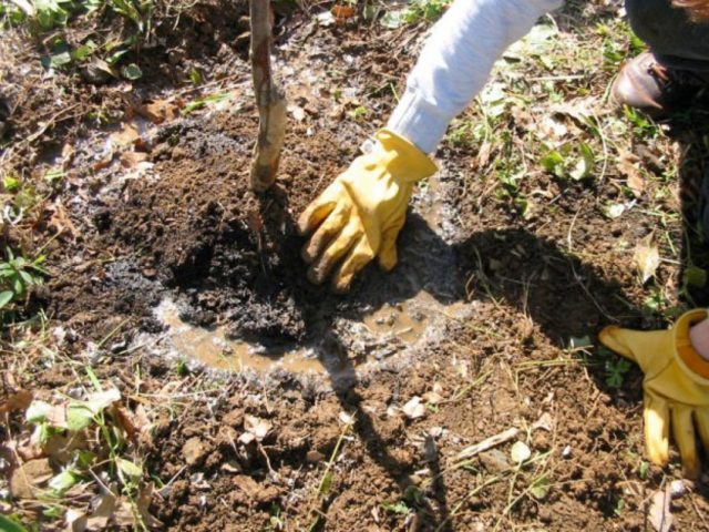 How to plant cherries in autumn: step by step instructions and video