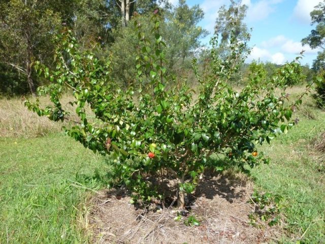 How to plant cherries in autumn: step by step instructions and video