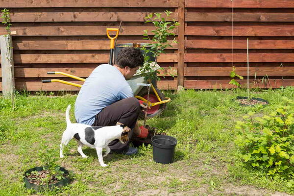 How to Plant Cherries in Spring: A Step by Step Guide for Beginners