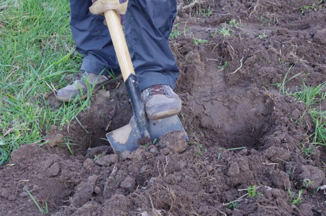 How to Plant Cherries in Spring: A Step by Step Guide for Beginners