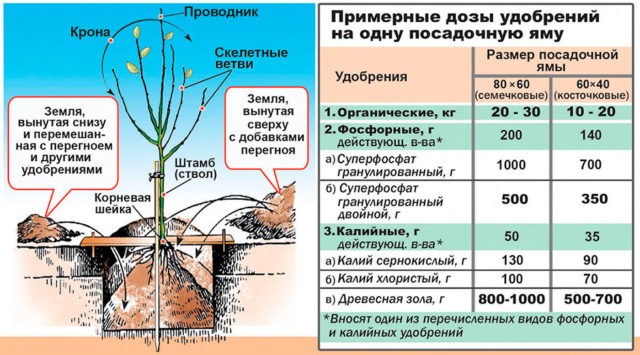 How to Plant Cherries in Spring: A Step by Step Guide for Beginners