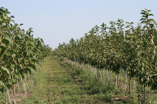 How to Plant Cherries in Spring: A Step by Step Guide for Beginners