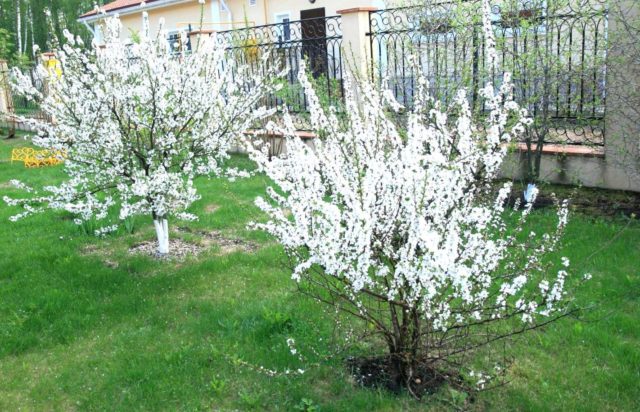 How to plant cherries in the Moscow region: in spring, summer and autumn