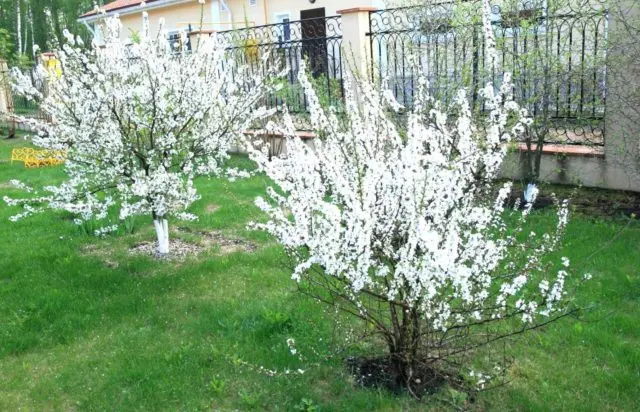 How to plant cherries in the Moscow region: in spring, summer and autumn