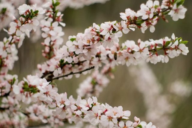 How to plant cherries in the Moscow region: in spring, summer and autumn