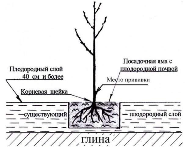 How to plant cherries in the Moscow region: in spring, summer and autumn