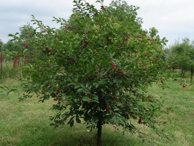 How to plant cherries in the Moscow region: in spring, summer and autumn