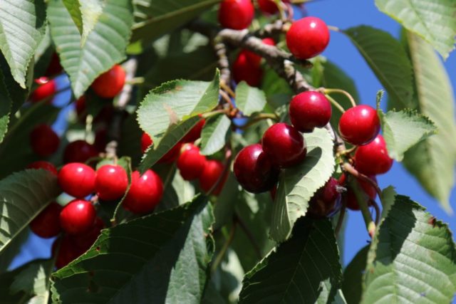 How to plant cherries in the Moscow region: in spring, summer and autumn