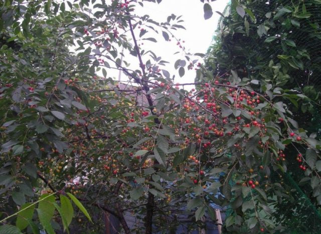 How to plant cherries in the Moscow region: in spring, summer and autumn