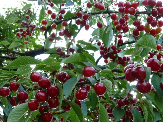 How to plant cherries in the Moscow region: in spring, summer and autumn