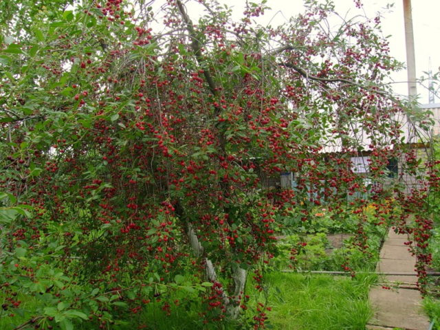 How to plant cherries in the Moscow region: in spring, summer and autumn