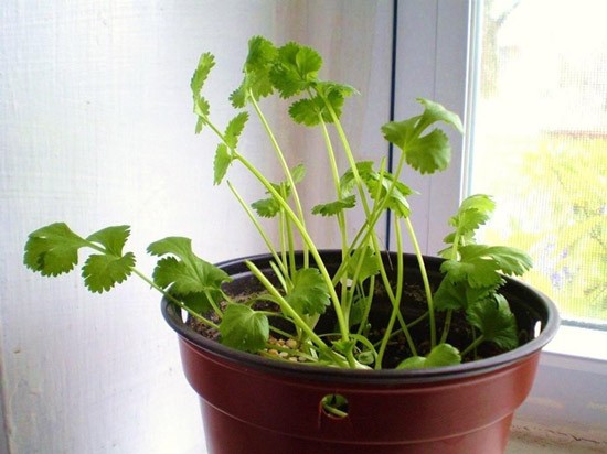 How to plant cilantro correctly, and which variety is better to choose