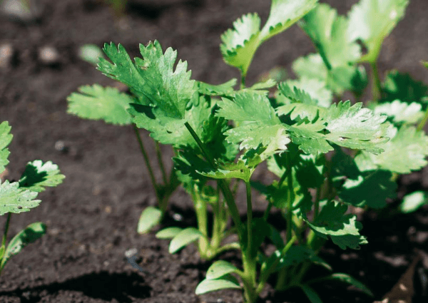 How to plant cilantro correctly, and which variety is better to choose