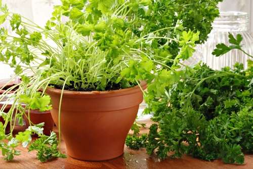 How to plant cilantro correctly, and which variety is better to choose