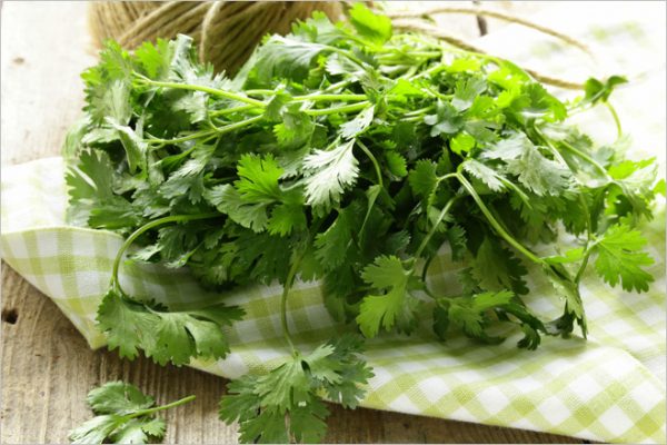 How to plant cilantro correctly, and which variety is better to choose