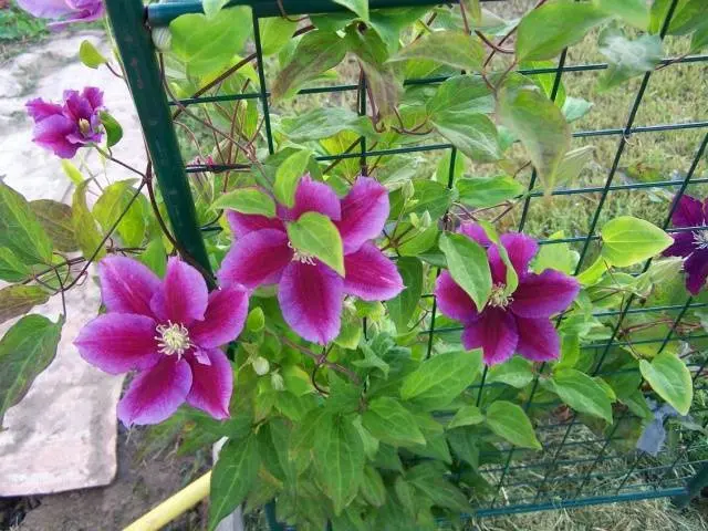 How to plant clematis in spring