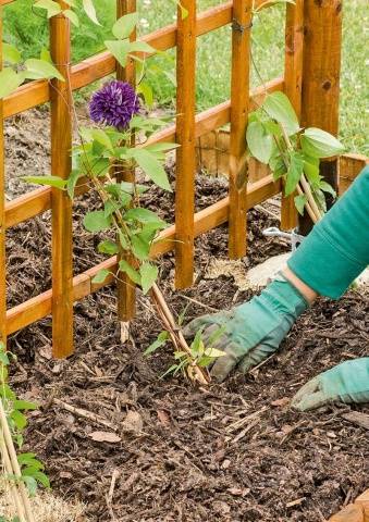 How to plant clematis in spring