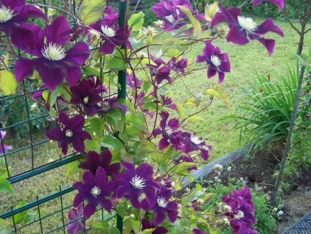 How to plant clematis in spring