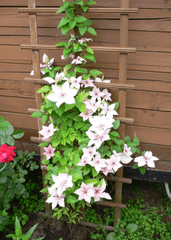 How to plant clematis in spring