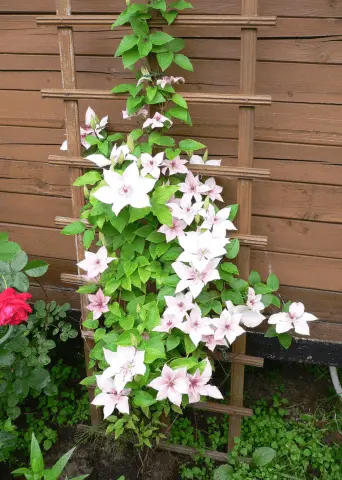 How to plant clematis in spring