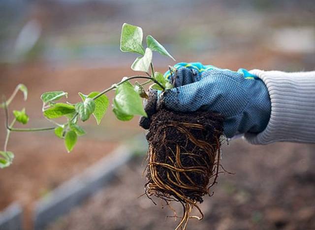 How to plant clematis in spring