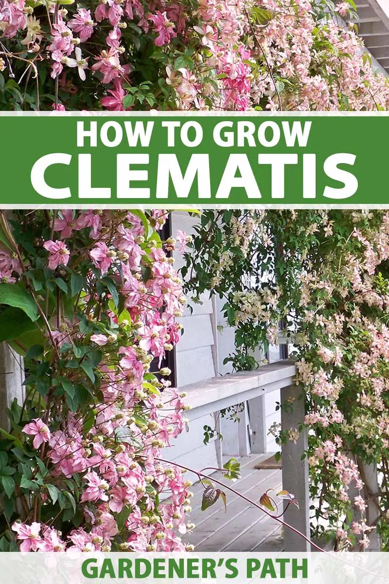 How to plant clematis in spring