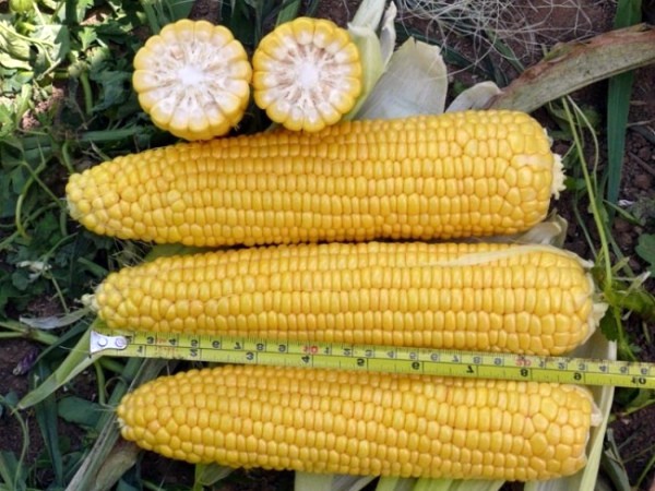 How to plant corn: technology and planting dates