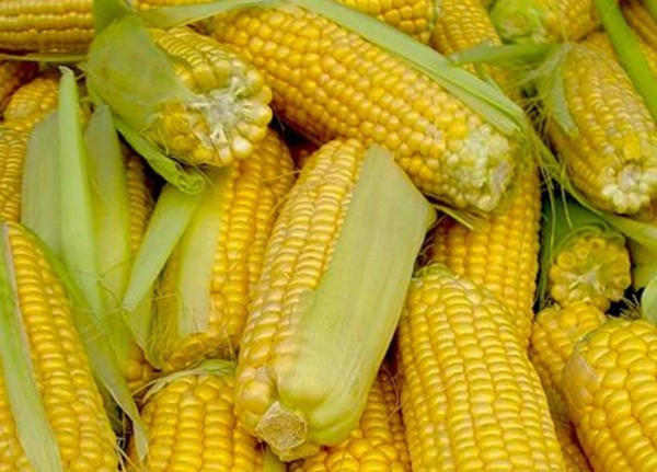 How to plant corn: technology and planting dates