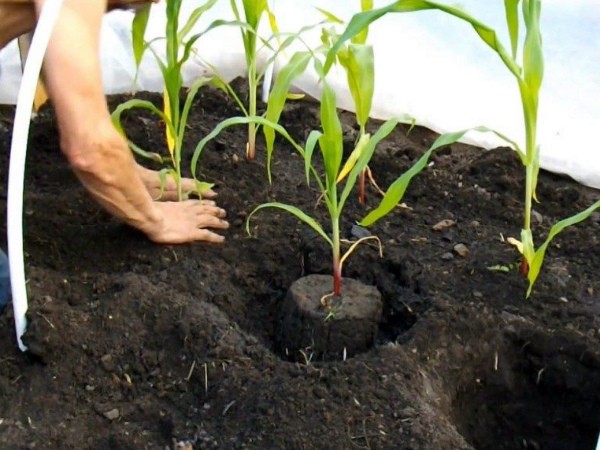 How to plant corn: technology and planting dates