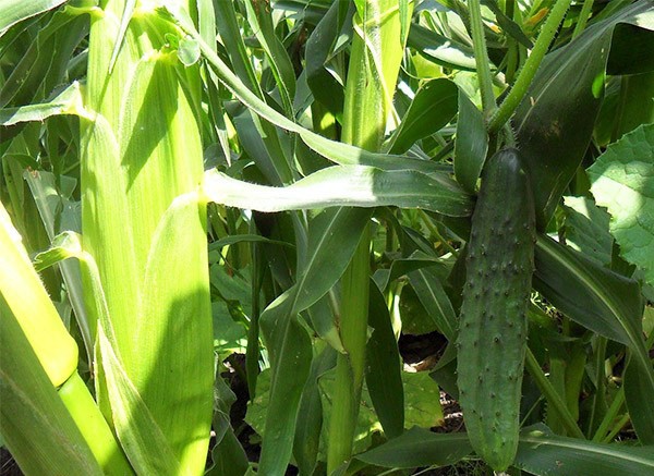 How to plant corn: technology and planting dates