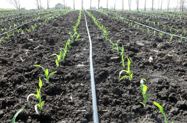 How to plant corn: technology and planting dates