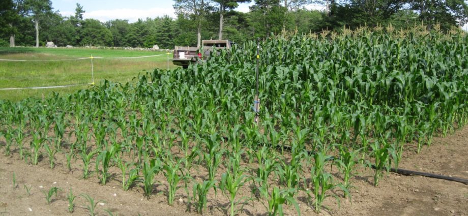 How to plant corn: technology and planting dates