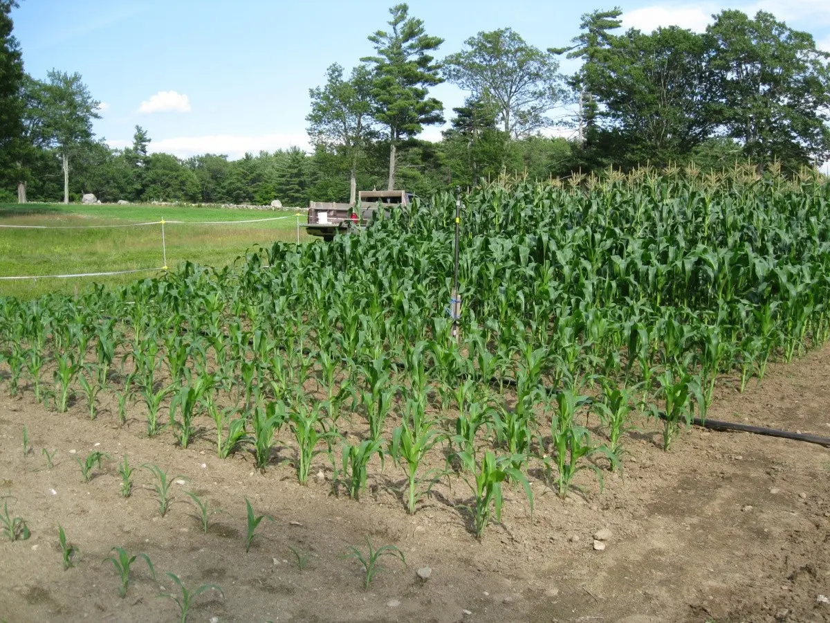 How to plant corn: technology and planting dates