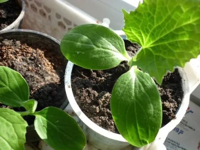 How to plant cucumber seeds for seedlings