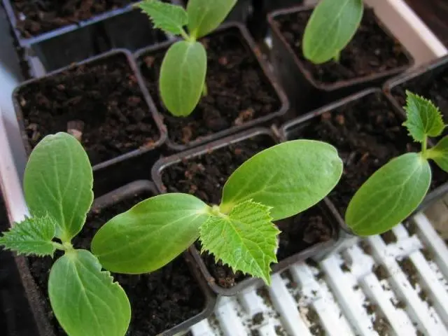 How to plant cucumber seeds for seedlings