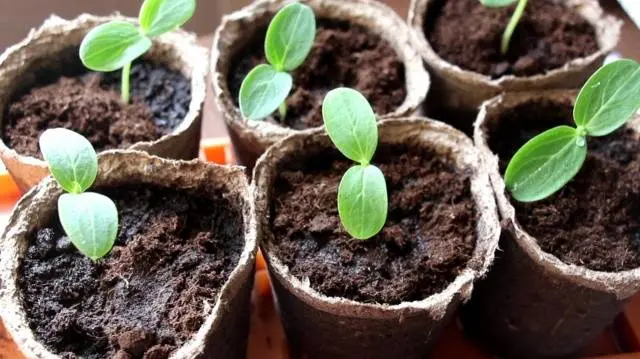 How to plant cucumber seeds for seedlings