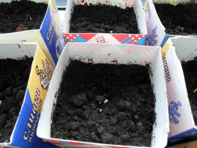 How to plant cucumber seeds for seedlings