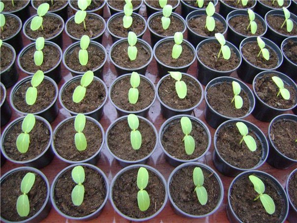 How to plant cucumbers for seedlings - rules and video