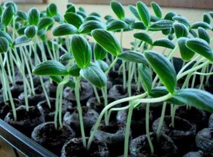 How to plant cucumbers for seedlings - rules and video