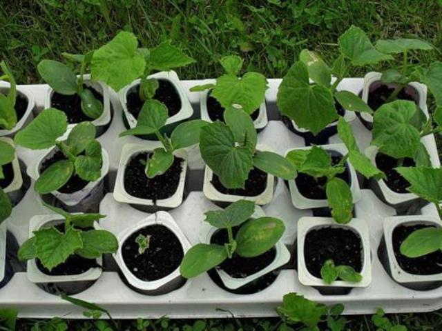 How to plant cucumbers for seedlings - rules and video