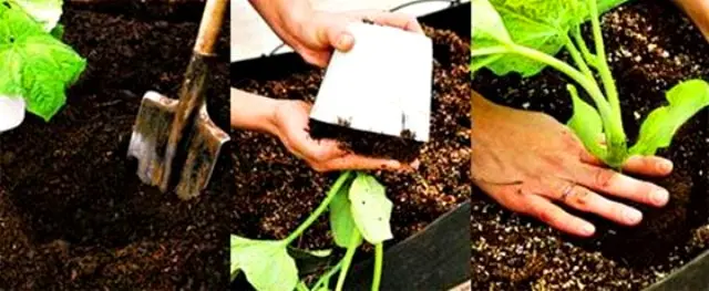 How to plant cucumbers for seedlings - rules and video